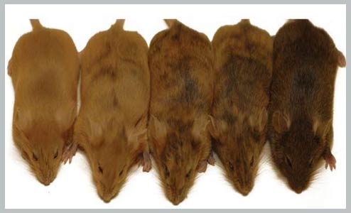 2 con chuột bên trái có lông màu vàng do gene AVY được kích hoạt, còn 3 con bên phải có lông màu nâu sẫm do gene AVY bị 