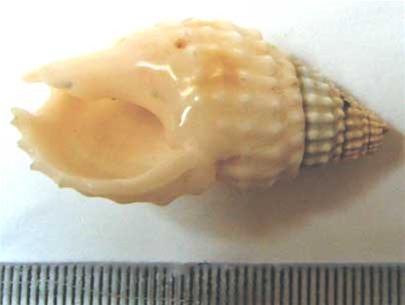 Loài ốc bùn Nassarius papillosus 