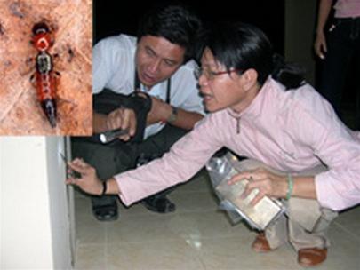 Các chuyên gia y tế đang tìm bắt côn trùng Rove Beetle (ảnh nhỏ)