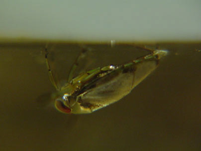 Bí quyết giúp côn trùng sống lâu dưới nước.
