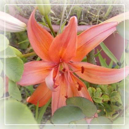 Hoa Lily