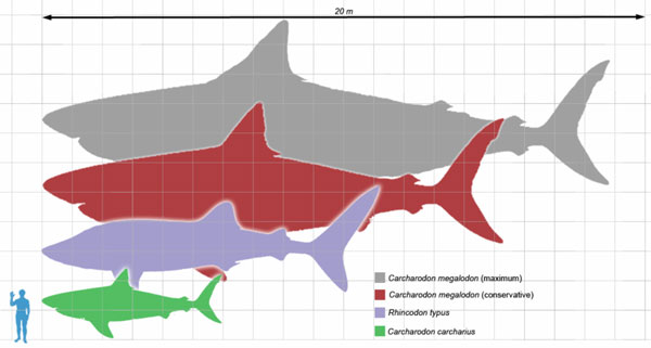 Cá mập khổng lồ Megalodon vẫn còn sống dưới biển sâu?