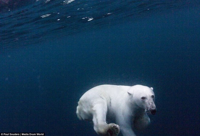 Gấu Bắc Cực học bơi việt dã