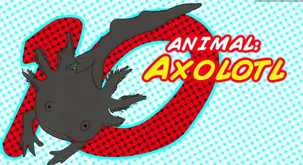 Kỳ giông Mexico (Axololt): siêu tái sinh Những động vật sở hữu quyền năng siêu nhiên