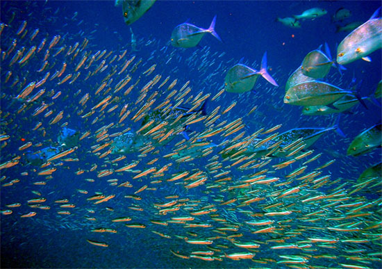 Giác quan thứ sáu của loài cá.