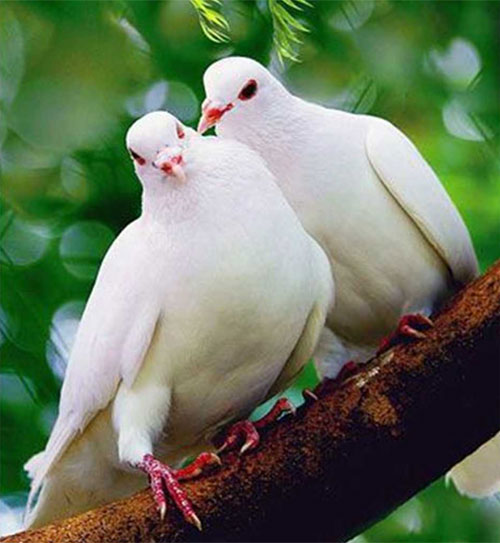 Chim bồ câu nhận biết các đối tượng giống đứa trẻ học chữ Bồ câu - Loài chim thông minh của thế giới động vật