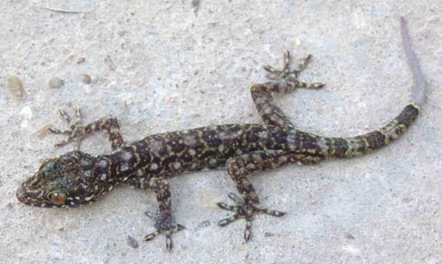 Nhà khoa học Việt Nam tham gia phát hiện loài thằn lằn đá mới