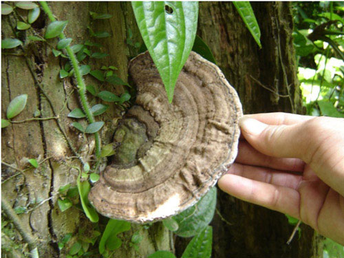 Một cây linh chi phá gỗ Cách phân biệt và chọn nấm linh chi tốt