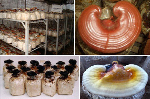 Các giống linh chi ở trung tâm Công nghệ sinh học thực vật. Cách phân biệt và chọn nấm linh chi tốt