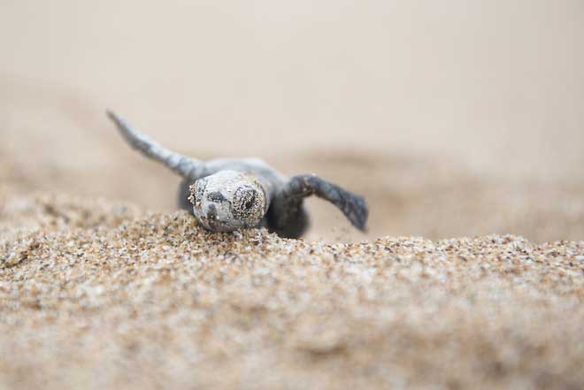 Rùa quý hiếm lần đầu chào đời sau hơn 100 năm