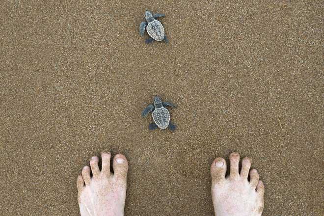 Rùa quý hiếm lần đầu chào đời sau hơn 100 năm