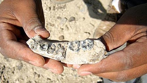 Những hóa thạch cổ nhất của loài người