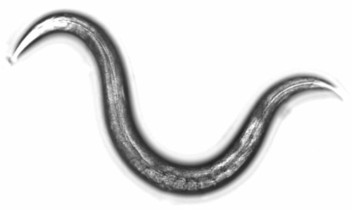 Phát hiện ung thư nhờ giun và nước tiểu