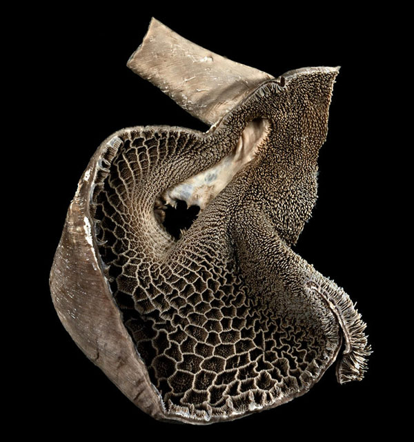 10 hình ảnh gây chấn động về thành tựu khoa học y tế năm 2015