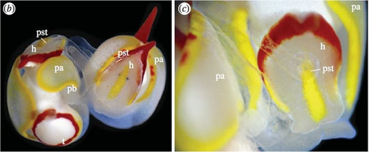Sinh vật biển có 'của quý' kỳ quái nhất giới tự nhiên