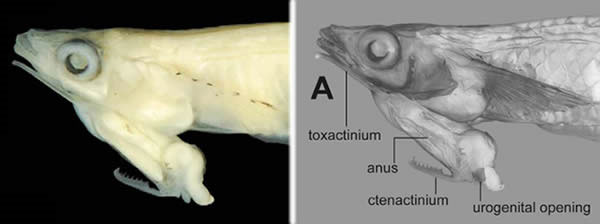 Sinh vật biển có 'của quý' kỳ quái nhất giới tự nhiên