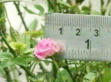 Hoa hồng Diamond Rose có đường kính hooa chưa tới 1 cm