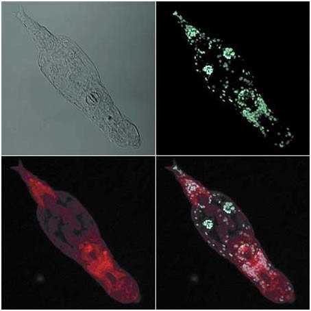 bdelloid_rotifers.jpg