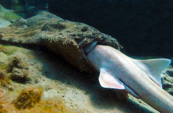 Cá mập thảm nuốt cá mập tre vằn - KhoaHoc.tv