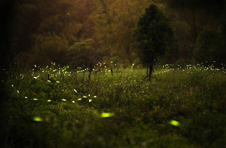 Hàng ngàn con đom đóm thắp sáng cả khu rừng 
