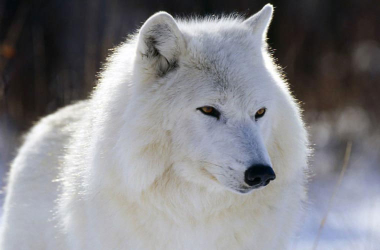 Cập nhật với hơn 105 hình ảnh chó sói tuyết hay nhất  thtantai2eduvn