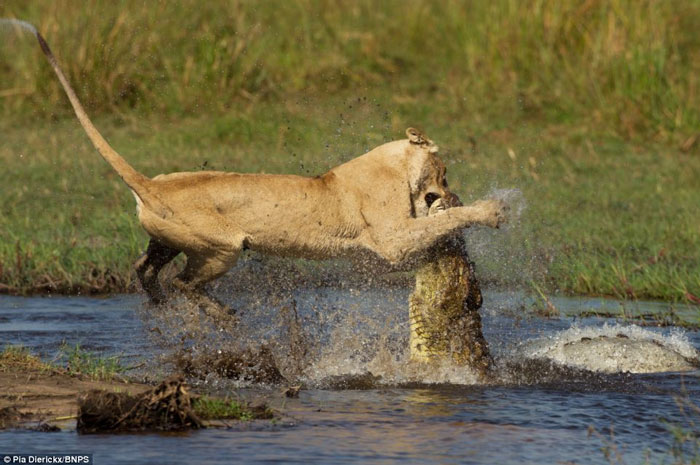 Cuộc chiến ác liệt giữa sư tử và cá sấu - KhoaHoc.tv