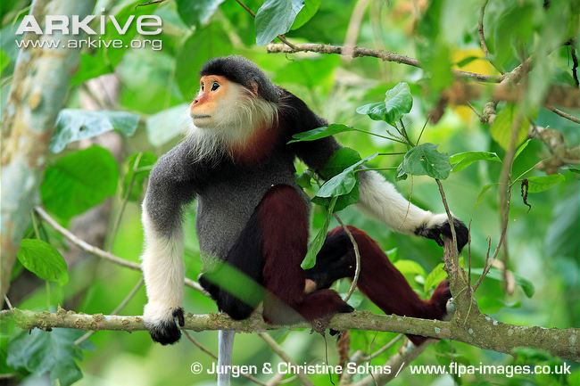 Cận cảnh loài khỉ đẹp nhất thế giới chỉ có ở Việt Nam - KhoaHoc.tv
