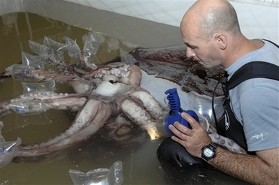 Houdini the Octopus: The Ingenious Escape Artist Who Outsmarted Aquarium Staff Đôi mắt to nhất trong thế giới động vật - KhoaHoc.tv