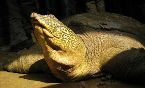 Bí mật đầm 99 ngách và cái chết của cụ rùa "bạnh tạng" 150kg