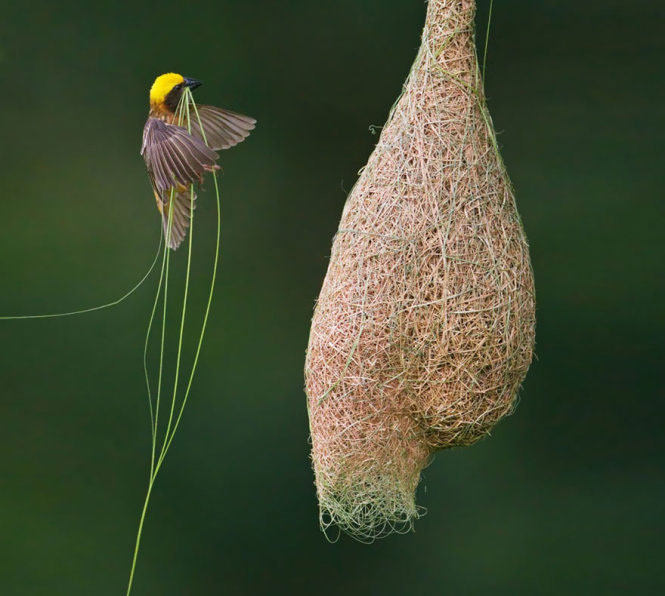 16 ý tưởng hay nhất về chim vàng anh | động vật, chim, thiết kế đồ họa nhật