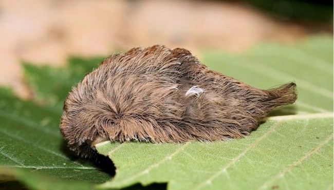 Các loài côn trùng nguy hiểm nhất thế giới