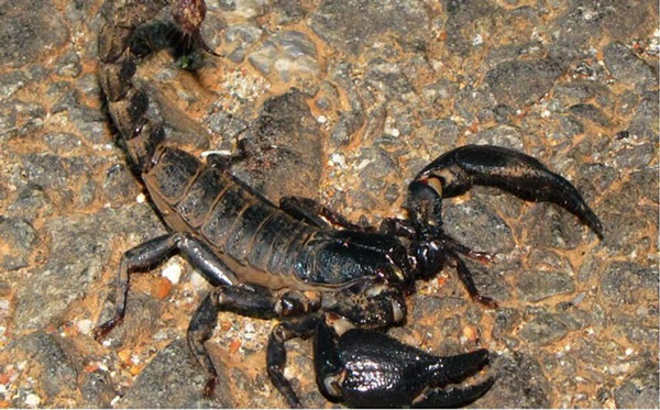 Các loài côn trùng nguy hiểm nhất thế giới