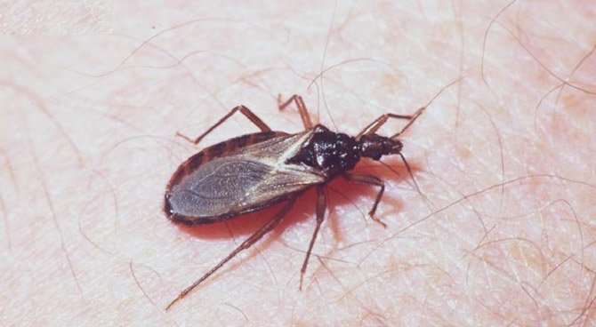 Các loài côn trùng nguy hiểm nhất thế giới