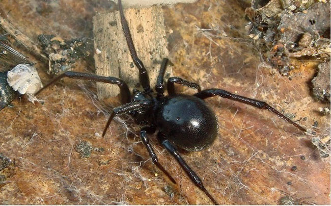 Các loài côn trùng nguy hiểm nhất thế giới