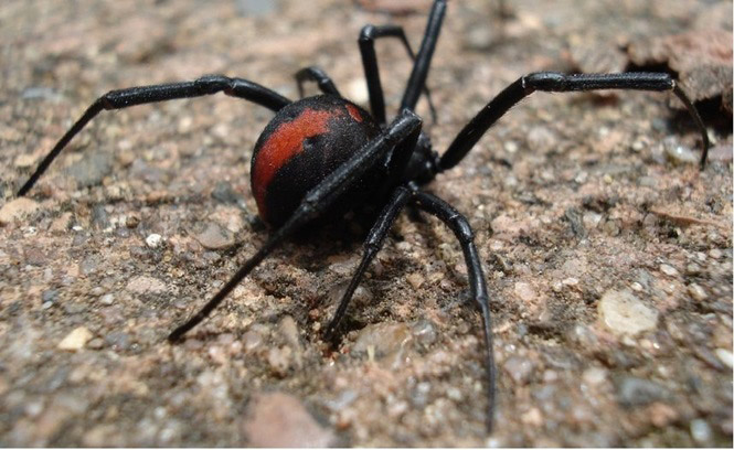 Các loài côn trùng nguy hiểm nhất thế giới