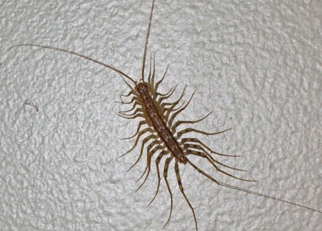 Các loài côn trùng nguy hiểm nhất thế giới