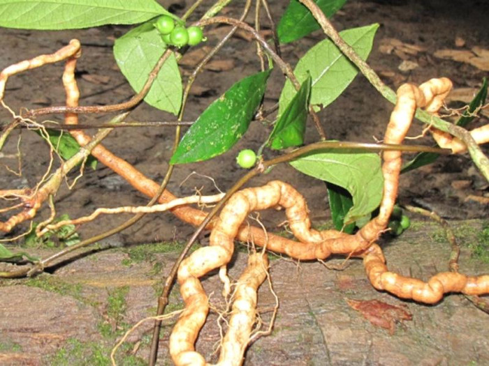 Trong tự nhiên, ba kích có hai loại đó là ba kích tím và ba kích trắng.