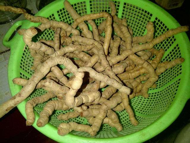 Cây ba kích thường mọc hoang ở vùng đồi